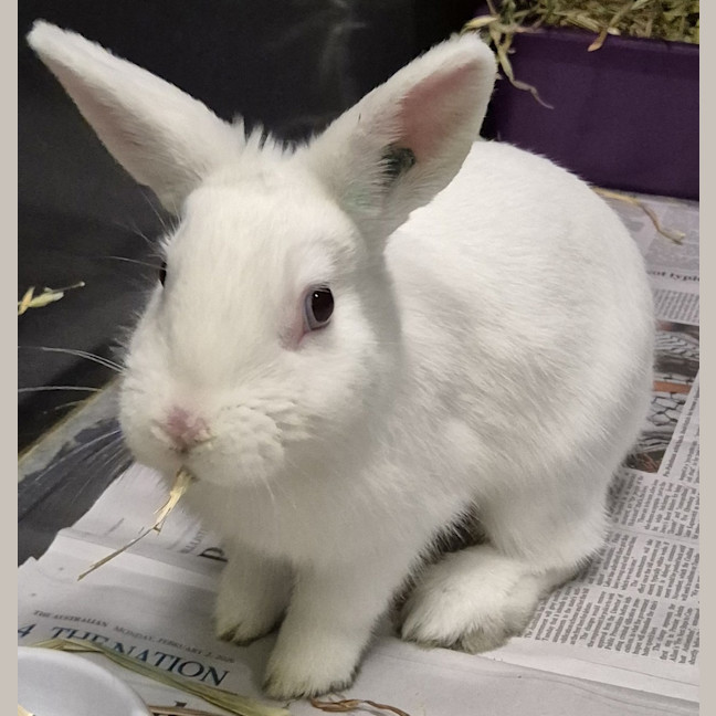 Photo of Snowy