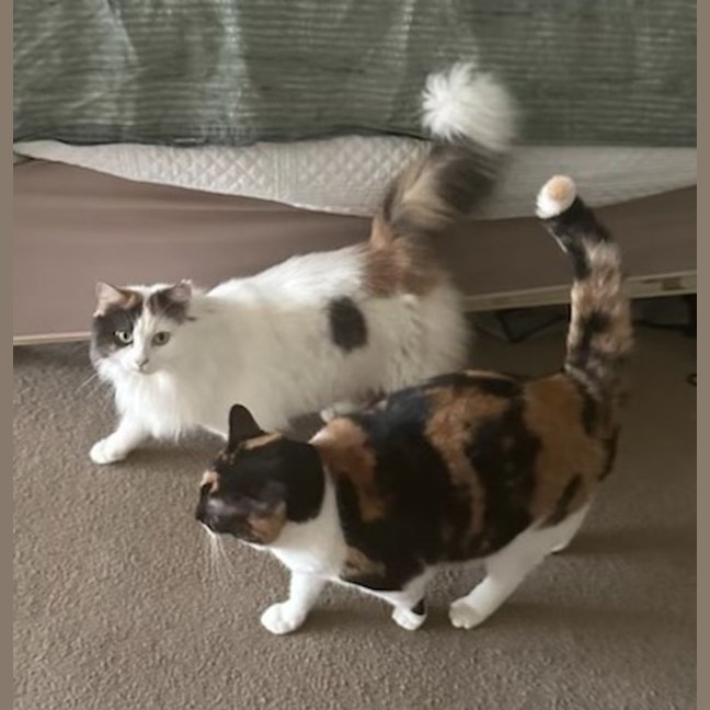 Photo of Rosie & Callie Need Another Chance