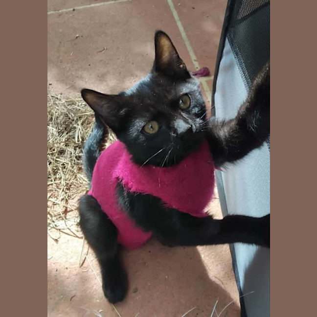 Photo of Shadow