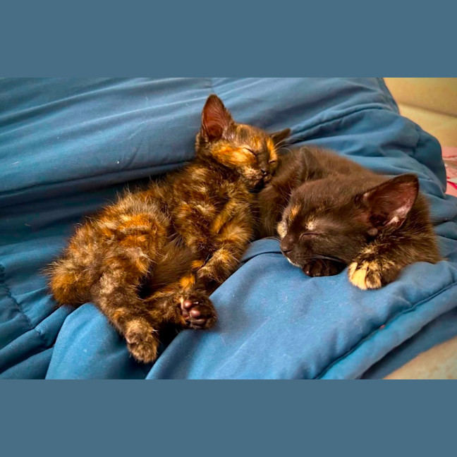 Photo of Croissant & Doughnut