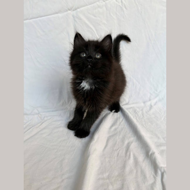 Photo of Frankie