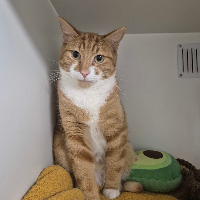 Photo of Dexter