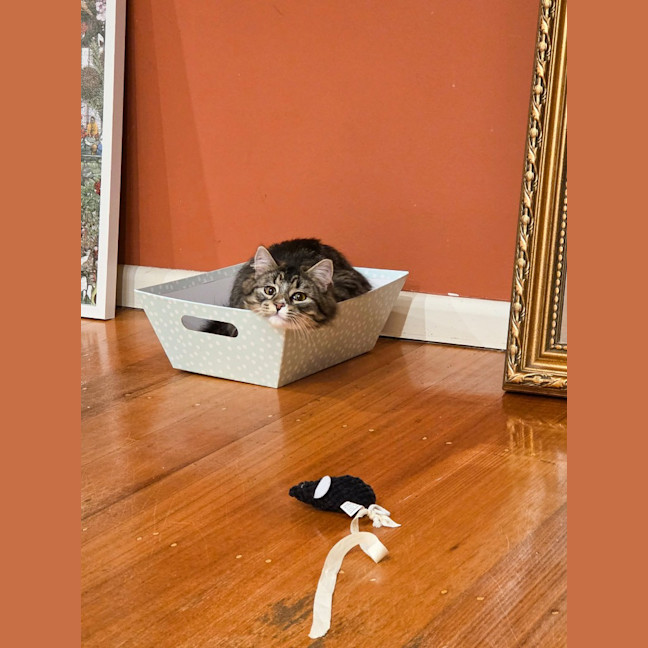 Photo of Alice