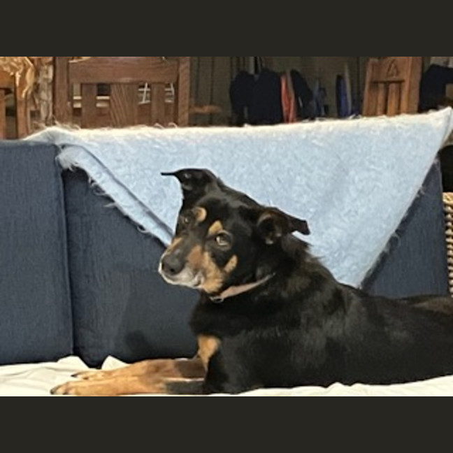 Photo of Ringo
