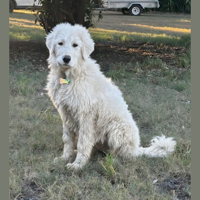 Photo of Luna