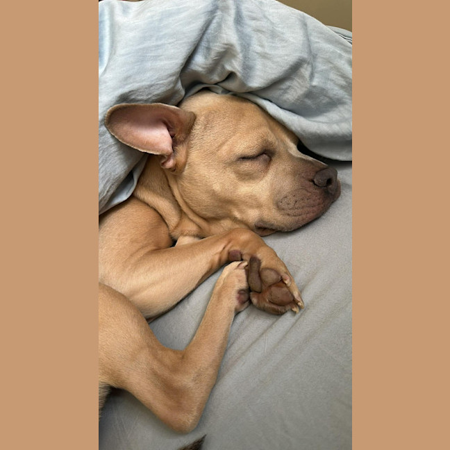Photo of Daisy