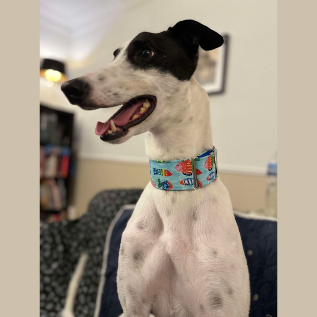 Photo of  Brian The Greyhound 