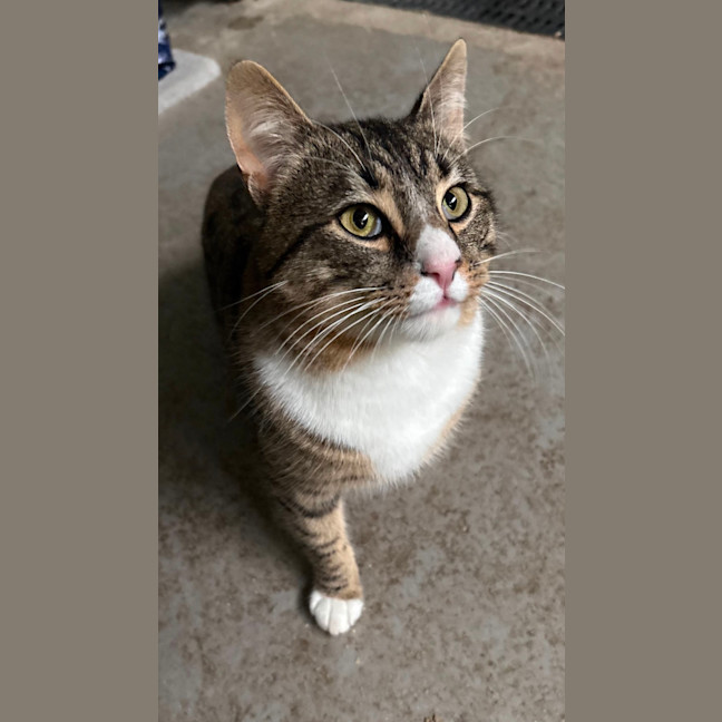 Photo of Wonton