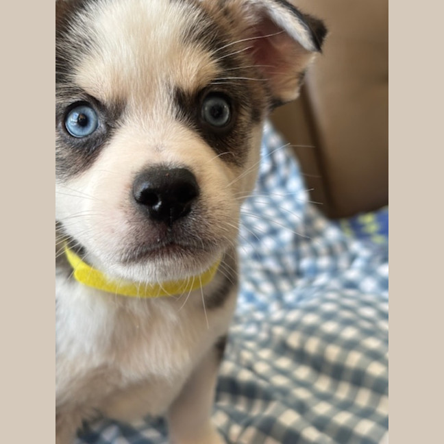 Photo of Charlie