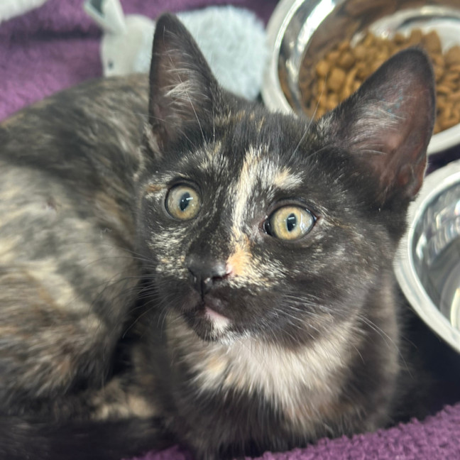 Photo of Houdini