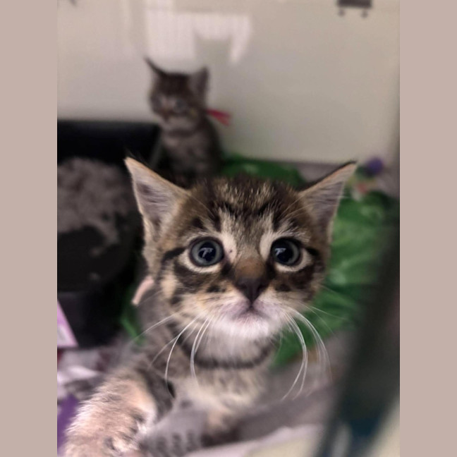 Photo of Sundae