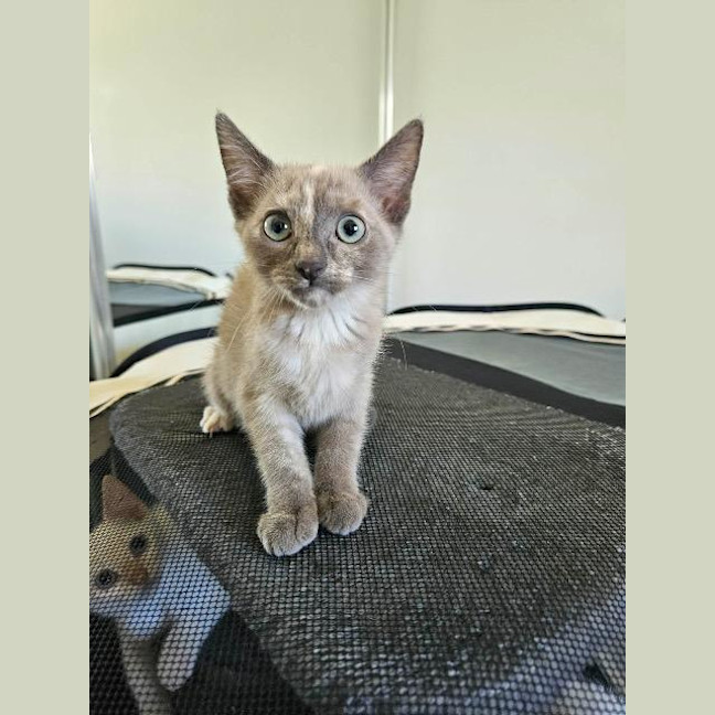 Photo of Lyra