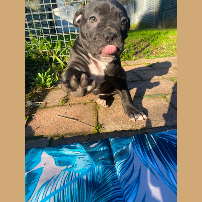 Photo of Edith   8 Week Old Staffy X