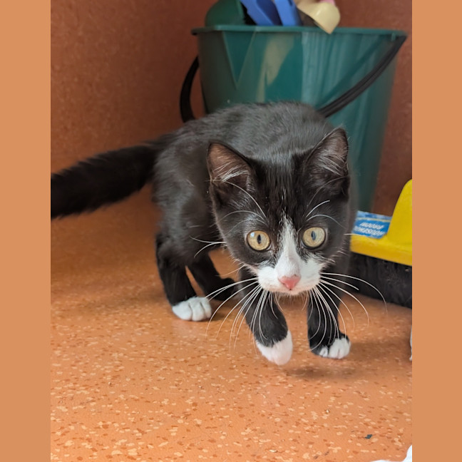 Photo of Sox