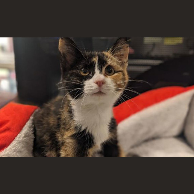 Photo of Daphne