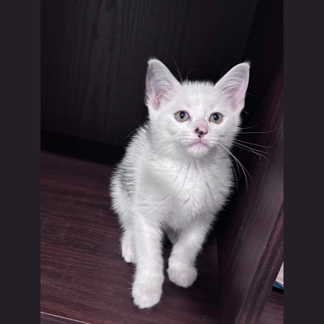 Photo of Odin