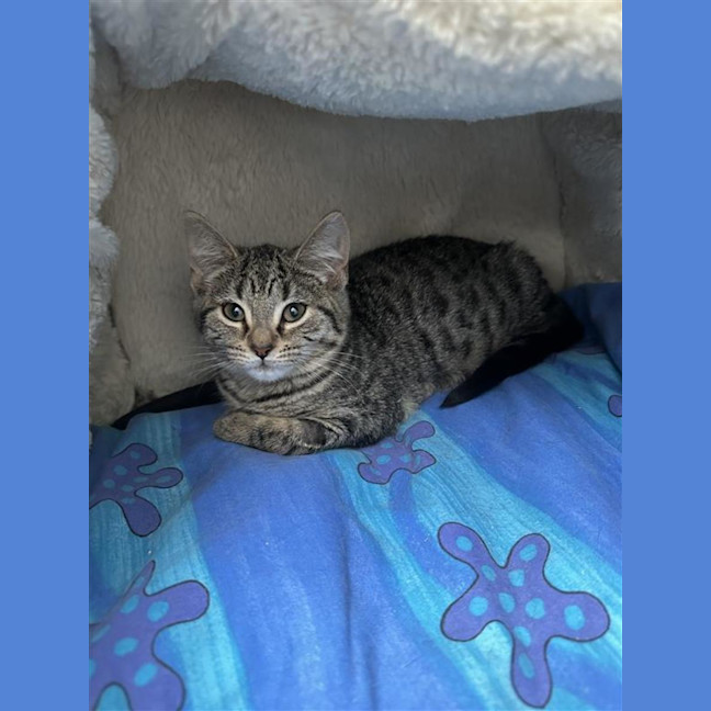Photo of Pumpkin