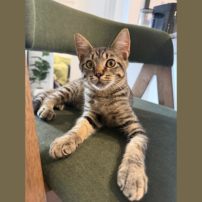 Photo of Teddy