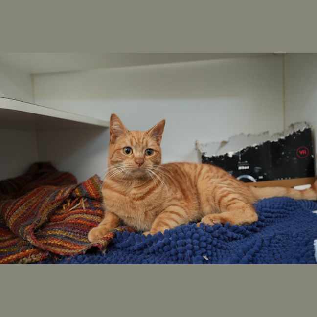 Photo of Cheese Supreme