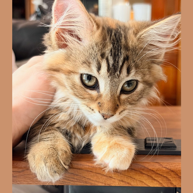 Photo of Athena   In Foster Care In Lower Plenty