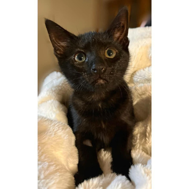 Photo of 11083   Antonia