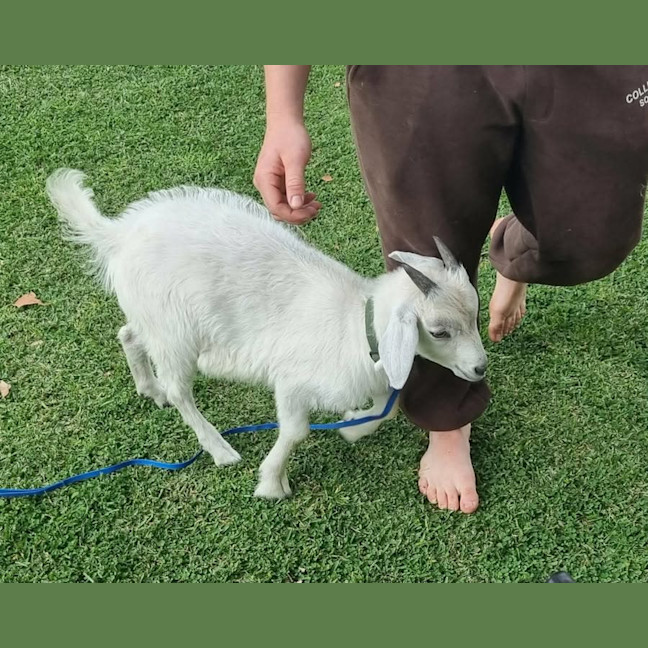 Photo of Marley The Goat