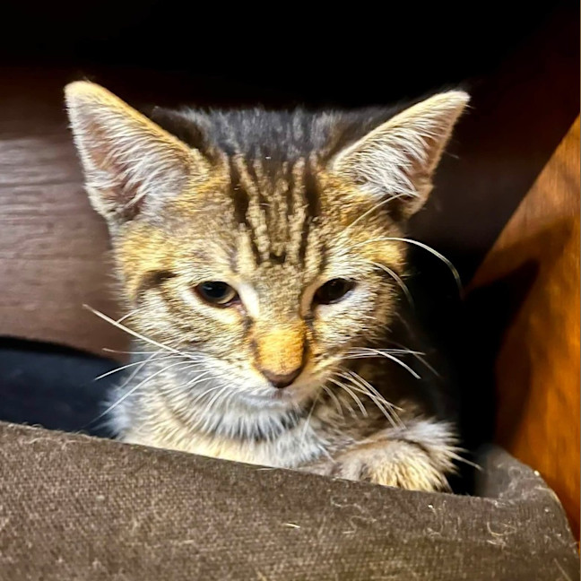 Photo of Dorito