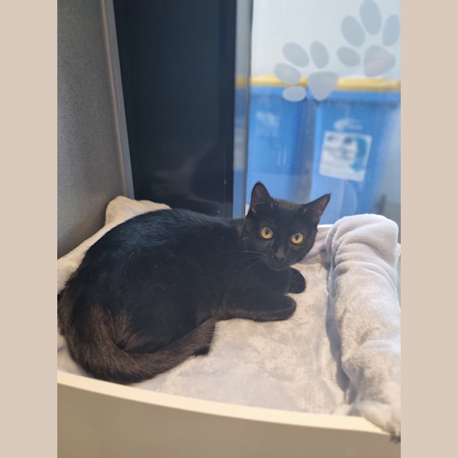 Photo of Mavis