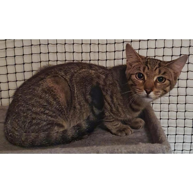 Photo of 11330   Yahtzee