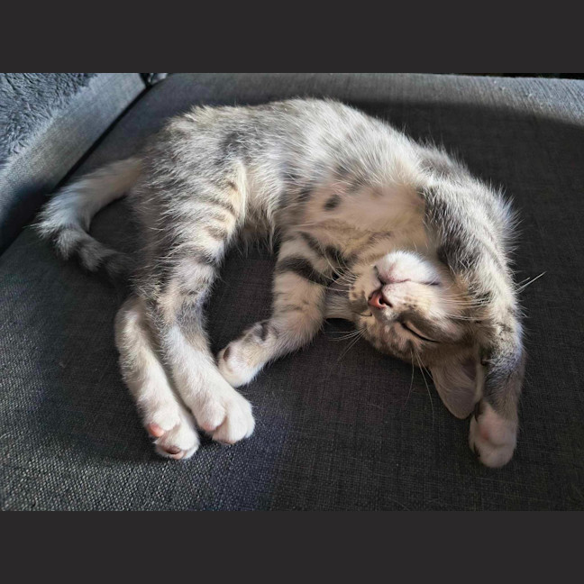 Photo of Bruno / Fruit Loop