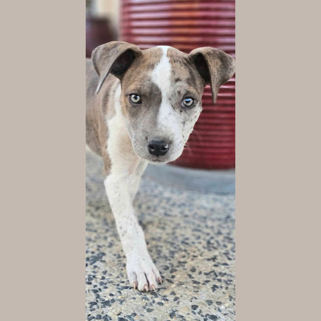 Photo of Shadeau