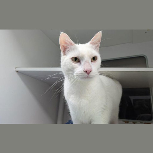 Photo of Snowball