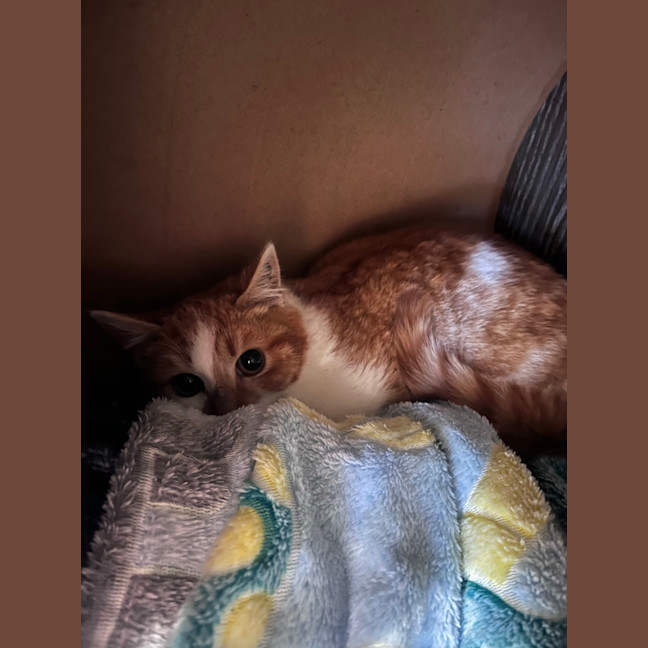 Photo of Cheeto