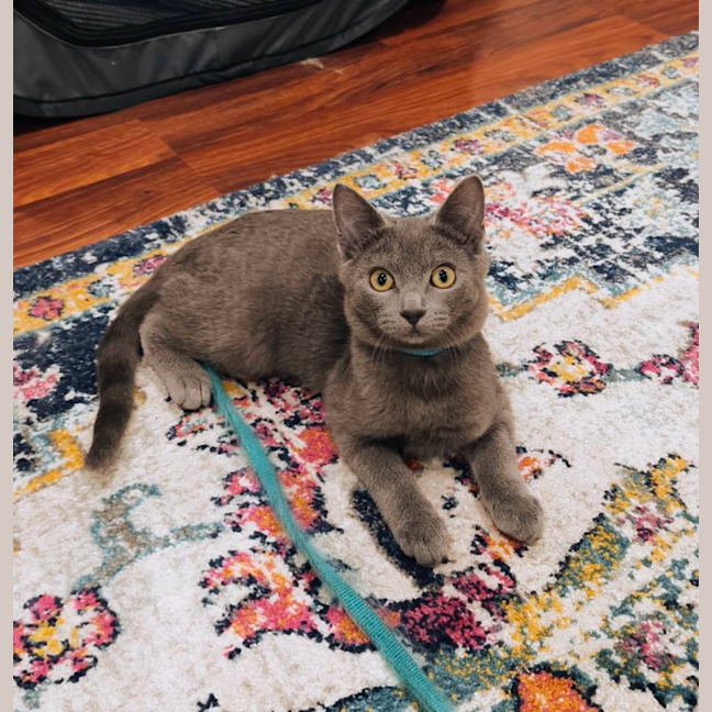 Photo of Mochi