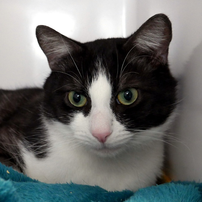 Photo of Bandit Sta015273