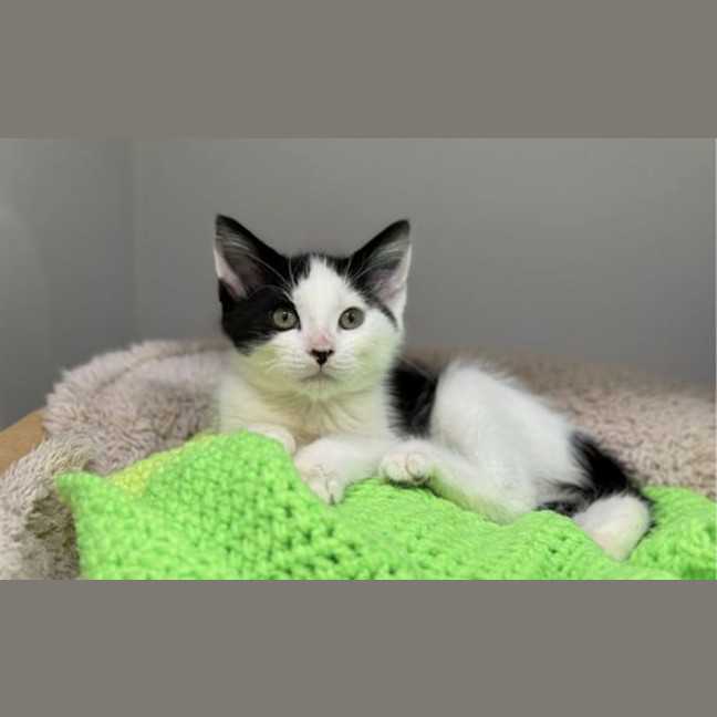 Photo of Alfred Fazel Azimi Pennyworth