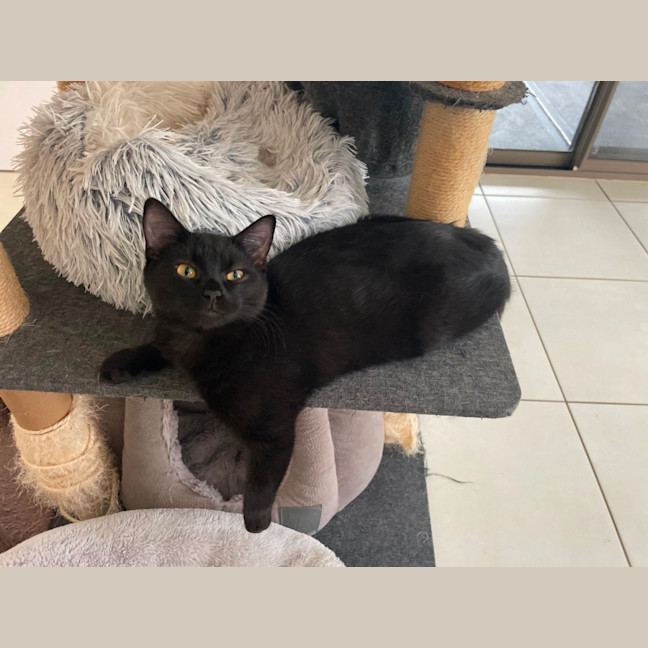 Photo of Guinness Aka Blake 