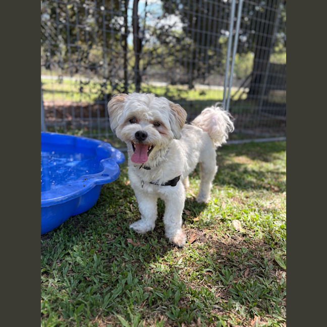 Photo of Thor (Previously Ziya)