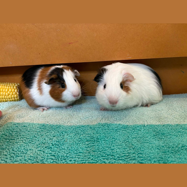 Photo of Ravioli / Gnocchi