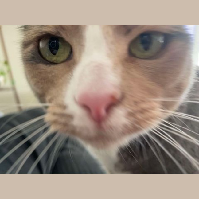Photo of Mixie