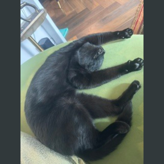 Photo of Boo