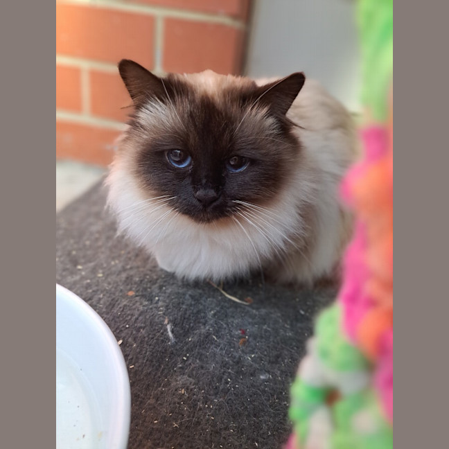 Photo of Lucille Ball
