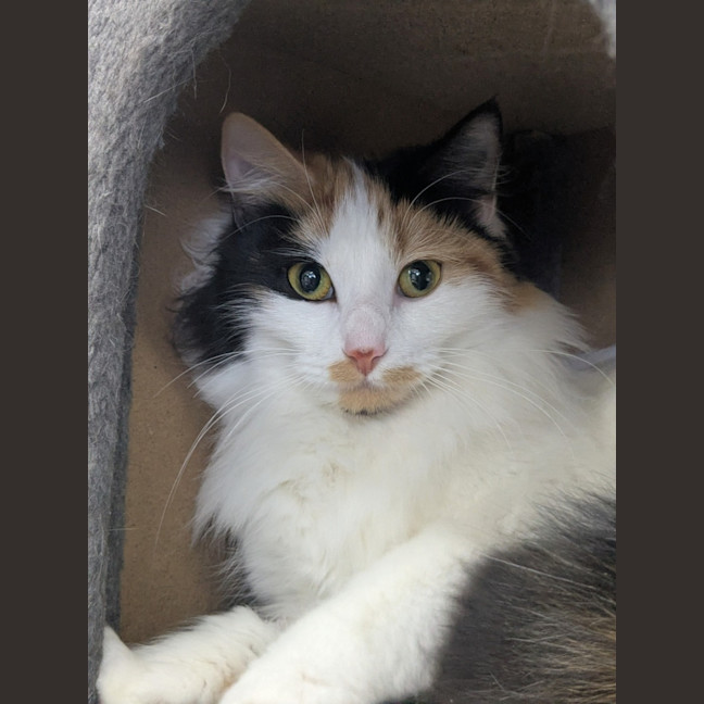 Photo of 🎀Brigita 6395 🎀