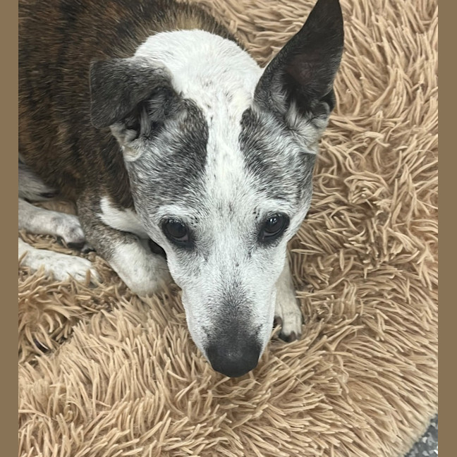Photo of Dug