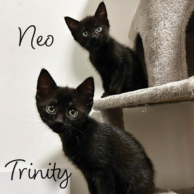 Photo of Neo And Trinity