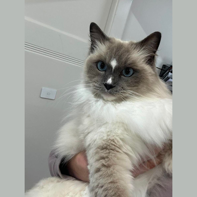 Photo of Merrkitty
