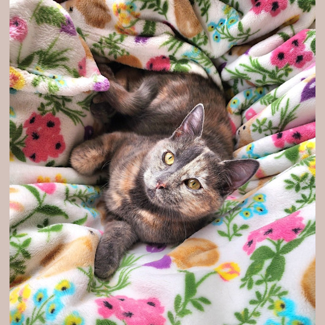 Photo of Kiwi