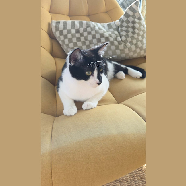 Photo of Mowgli   In Foster Care In Northcote