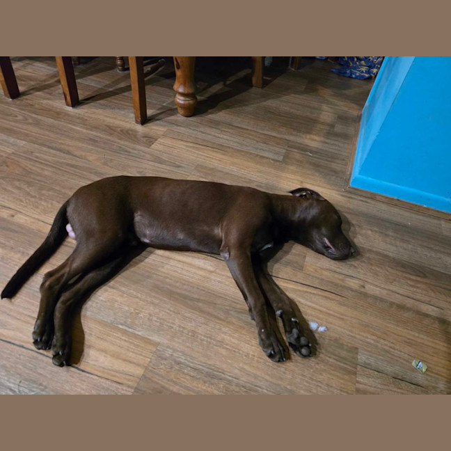 Photo of Rusty