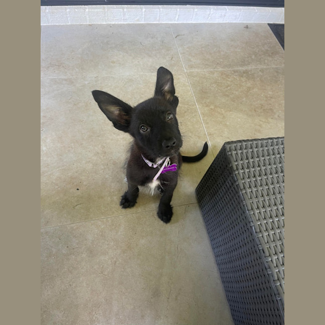 Photo of Buttercup